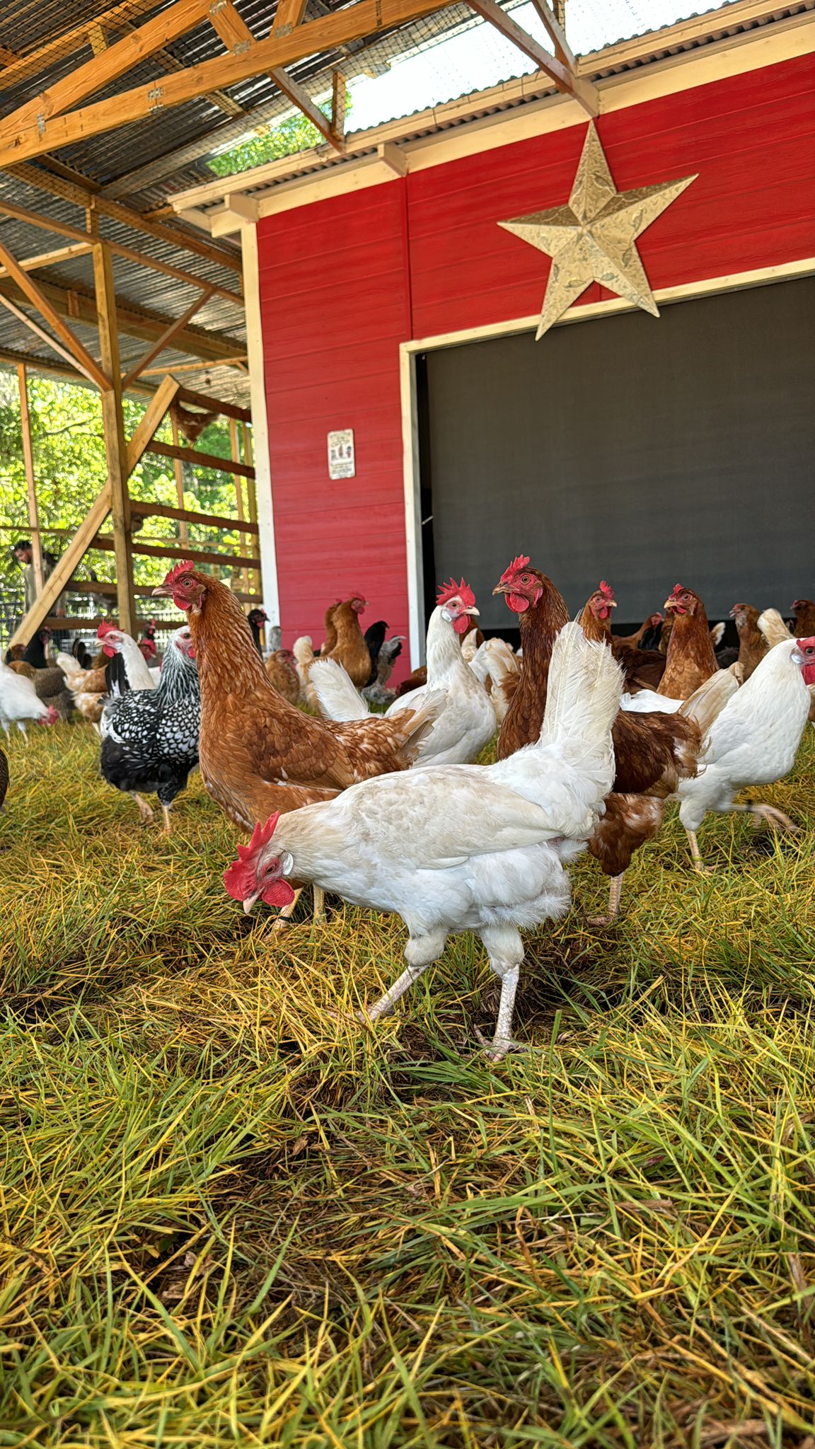 Organic Free-Range Eggs - 1 Dozen from Family Farm