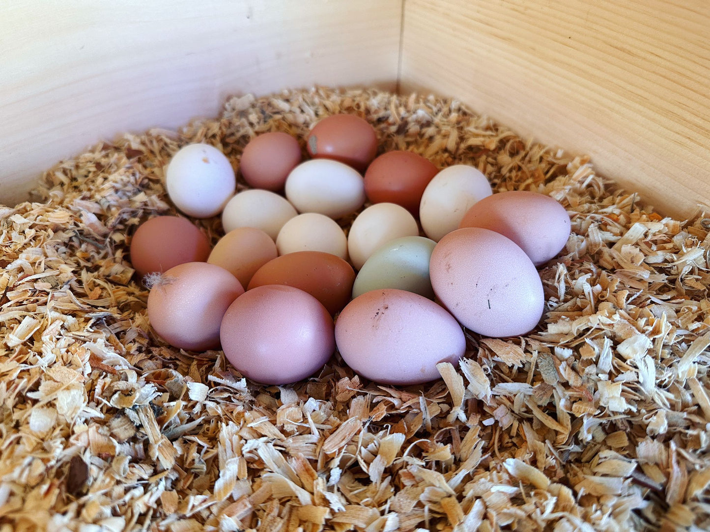 Organic Free-Range Eggs - 1 Dozen from Family Farm